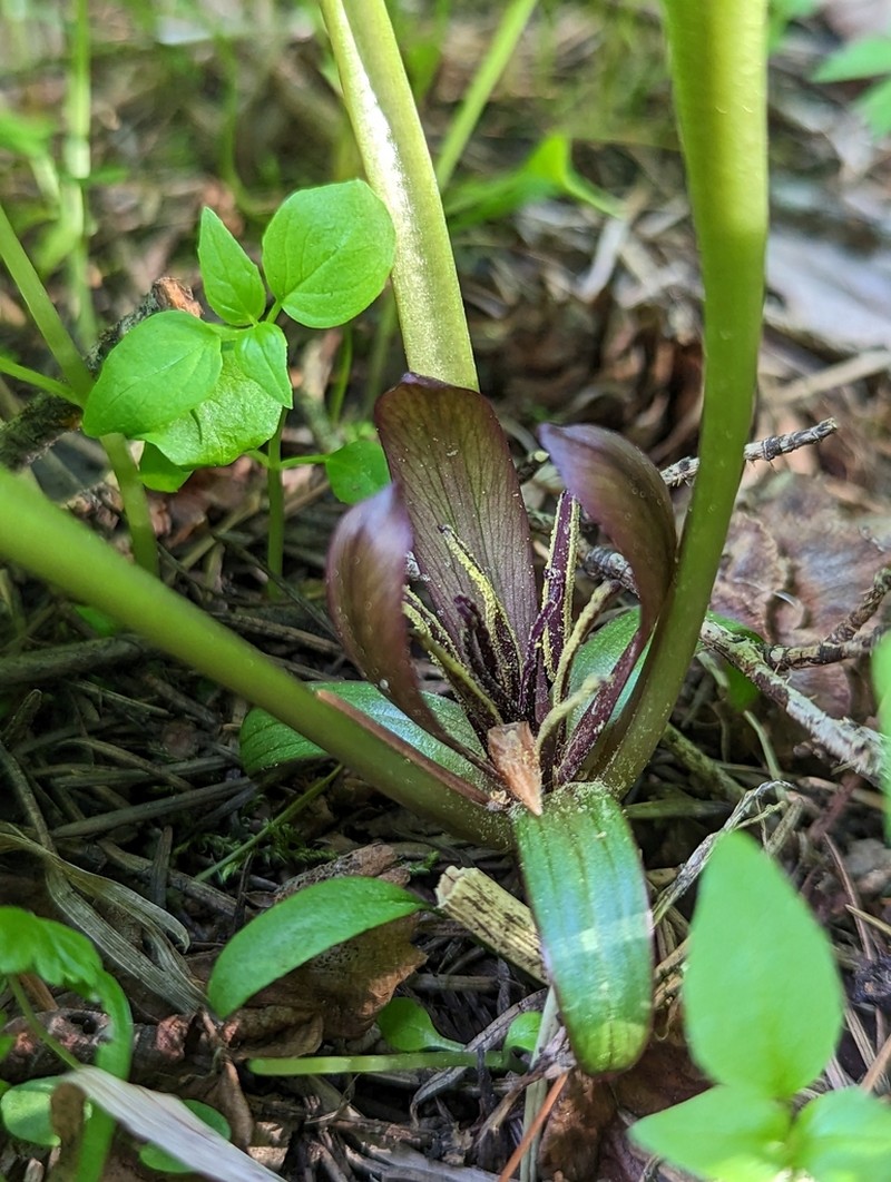 Idaho Trillium photo 7