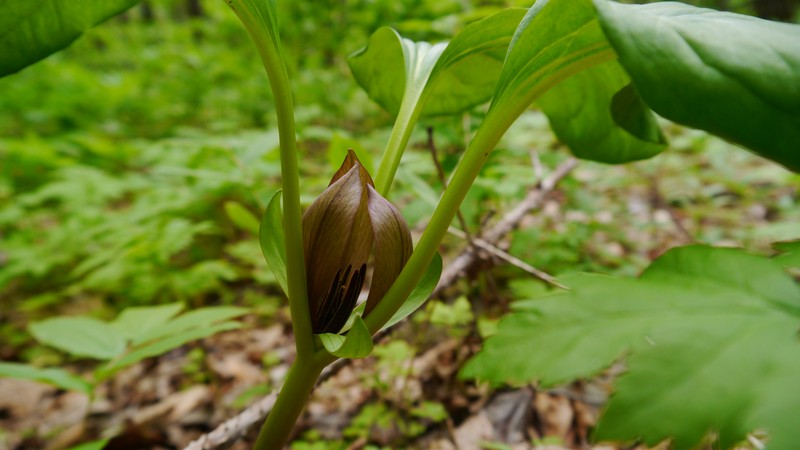 Idaho Trillium photo 5