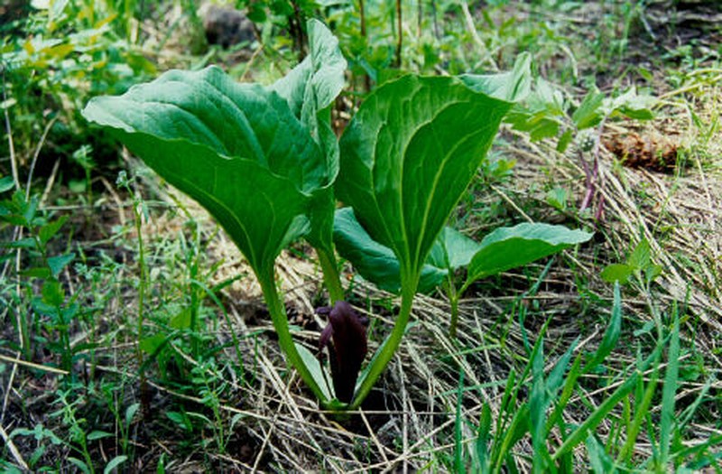 Idaho Trillium