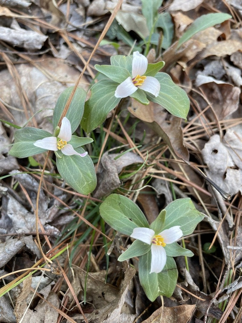 Dwarf Wakerobin photo 3