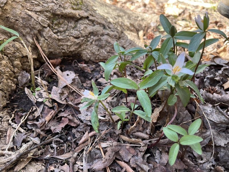 Dwarf Wakerobin photo 5