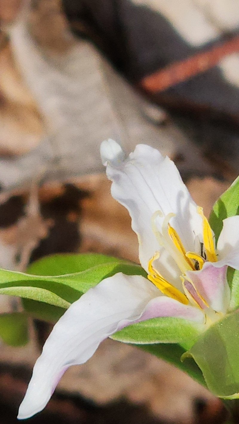 Dwarf Wakerobin photo 6
