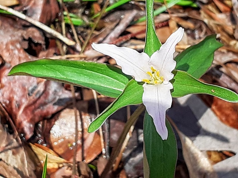Dwarf Wakerobin photo 7