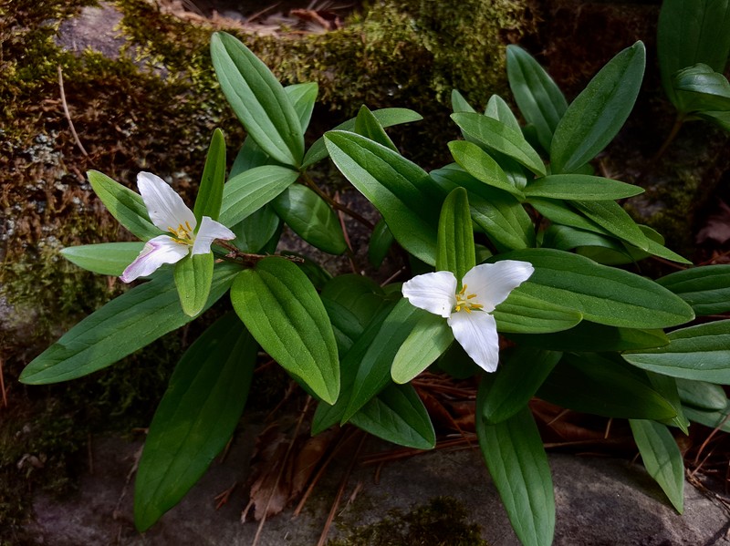 Dwarf Wakerobin
