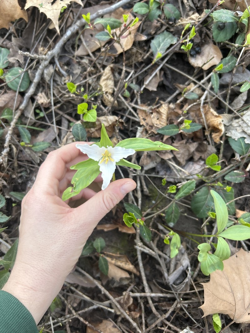 Trillium pusillum var. pusillum