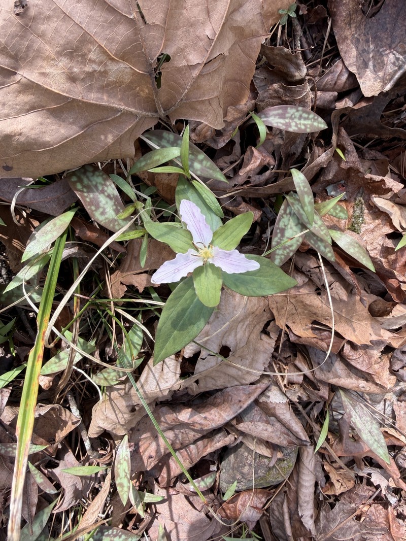Trillium pusillum var. pusillum photo 2