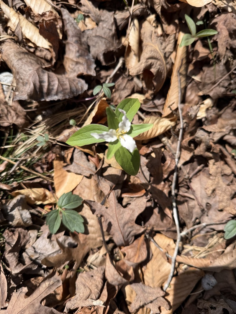 Trillium pusillum var. pusillum photo 3