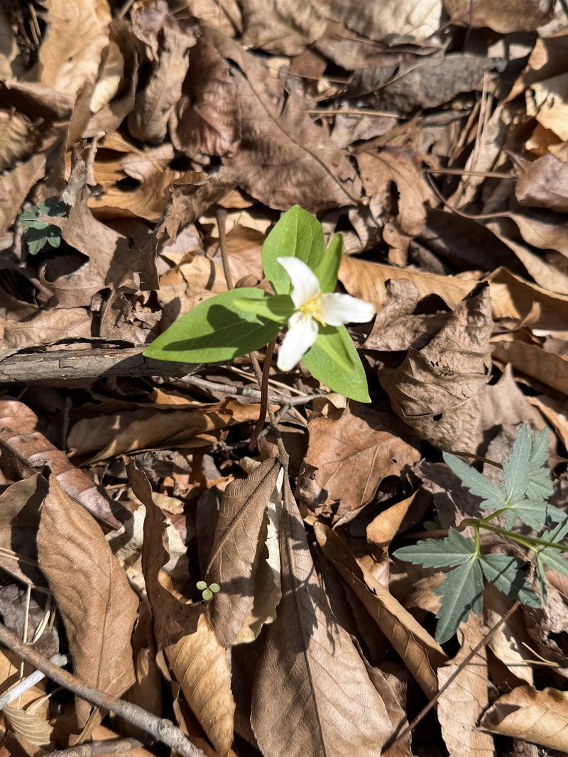 Trillium pusillum var. pusillum photo 4