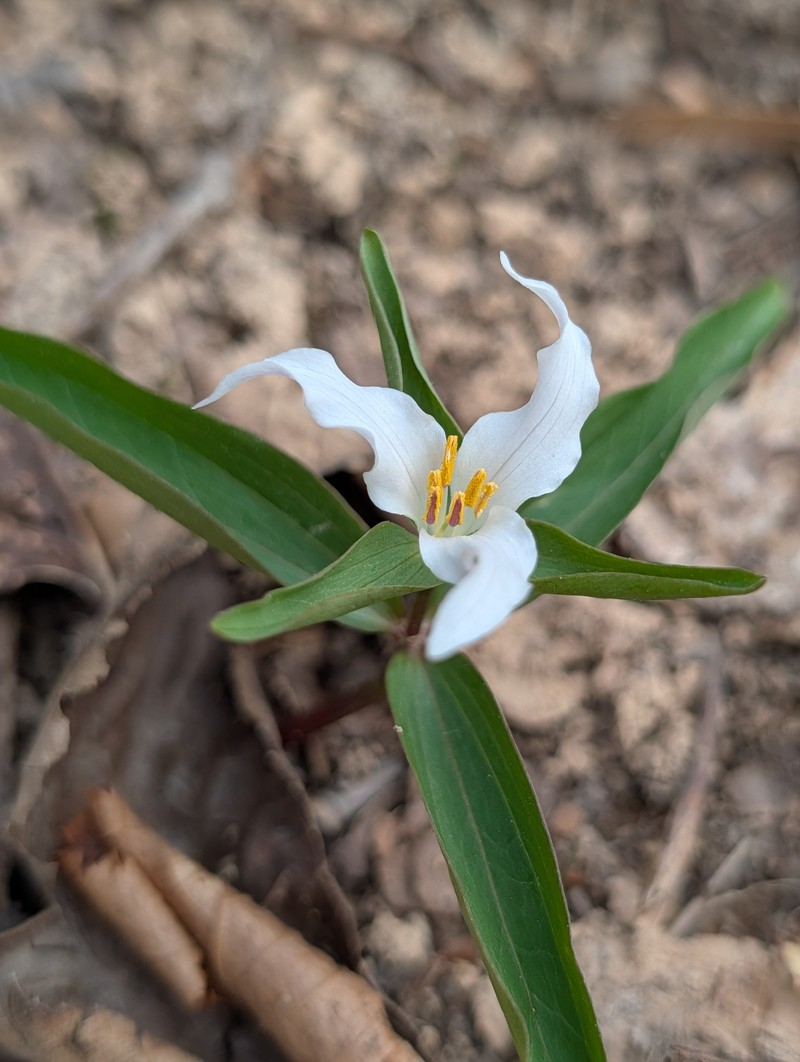 Trillium pusillum var. pusillum photo 5