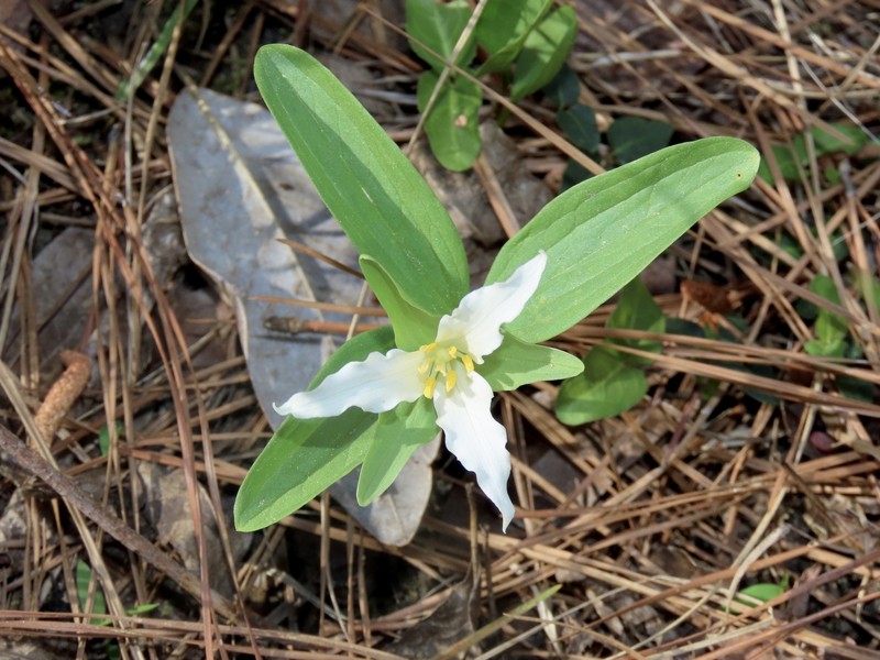 Trillium pusillum var. pusillum photo 6