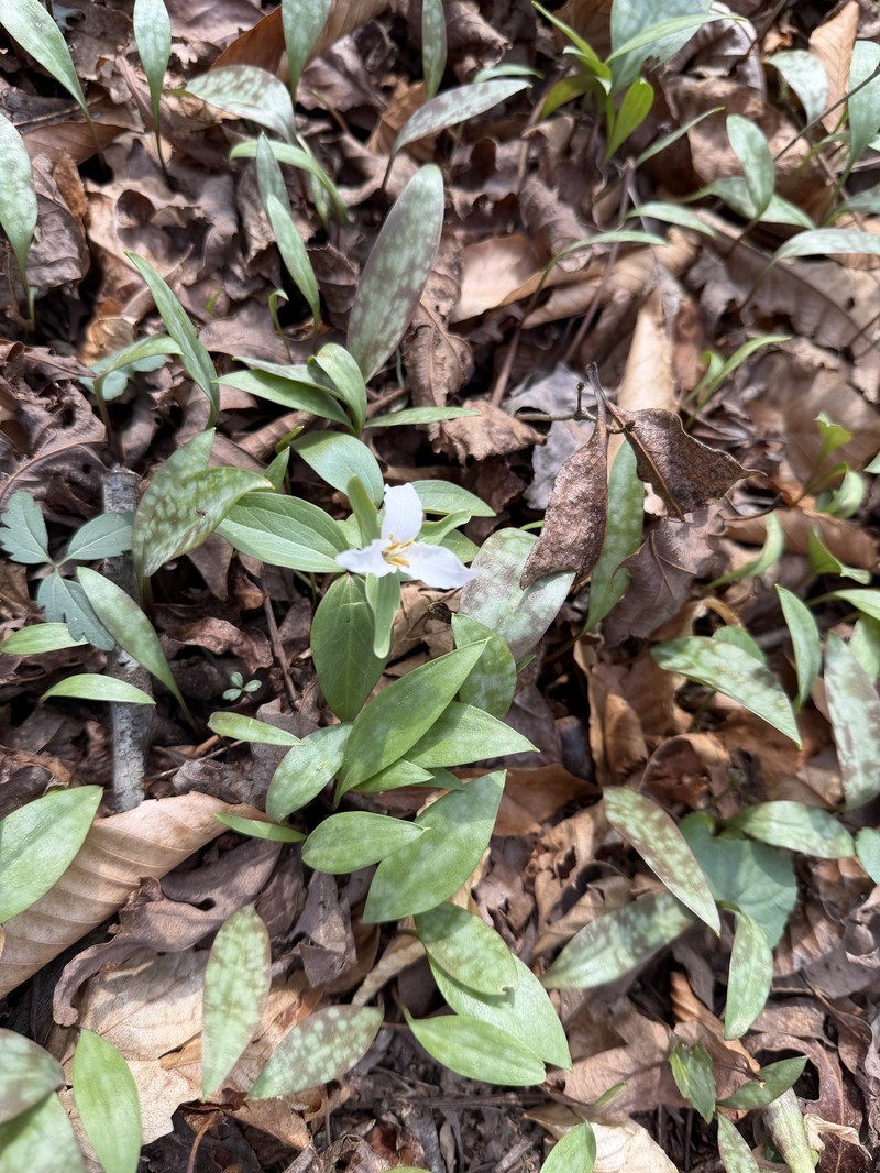 Trillium pusillum var. pusillum photo 7