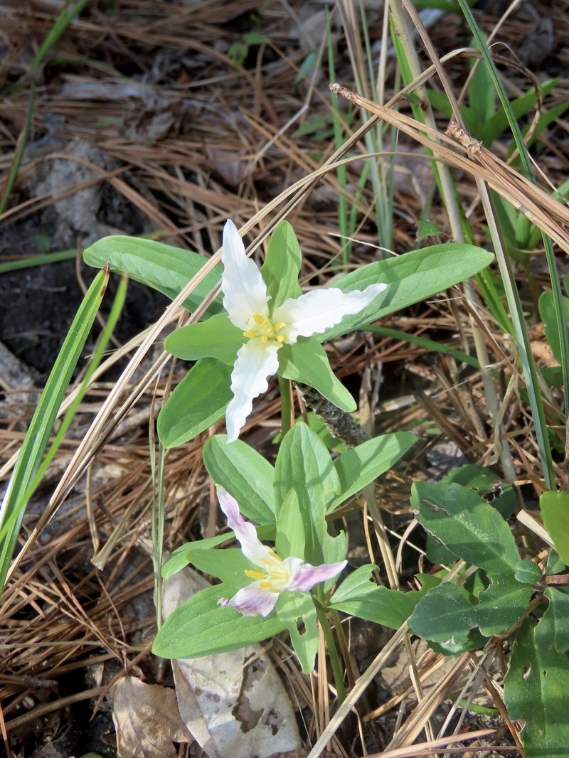 Trillium pusillum var. pusillum photo 8