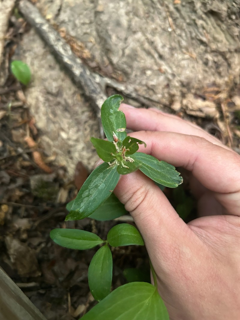 Trillium pusillum var. virginianum photo 2