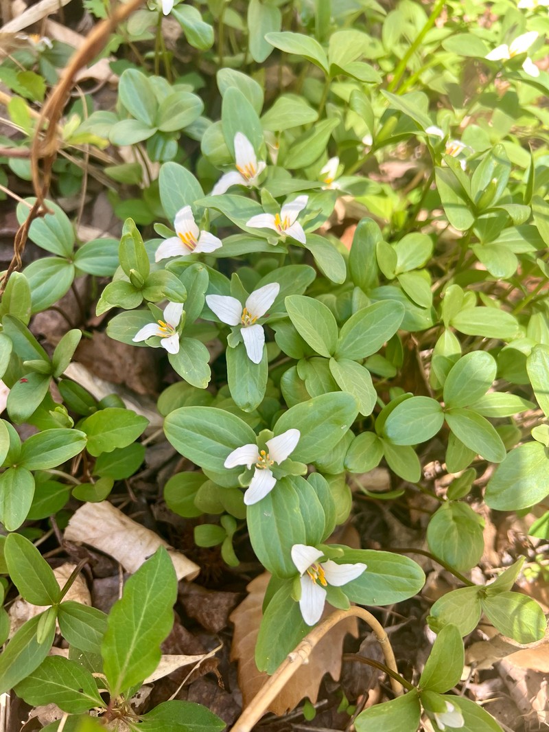 Trillium pusillum var. virginianum photo 3