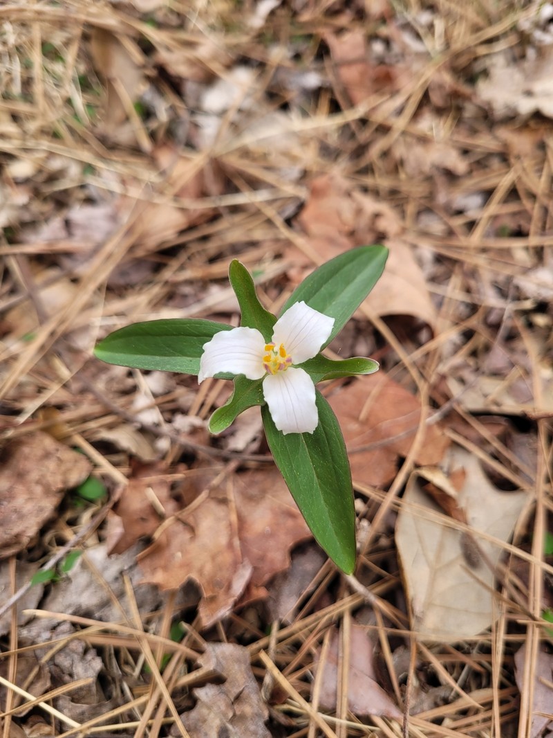 Trillium pusillum var. virginianum photo 4