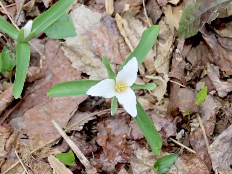 Trillium pusillum var. virginianum photo 5