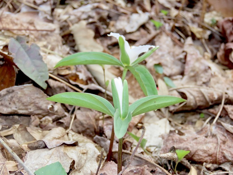 Trillium pusillum var. virginianum photo 6