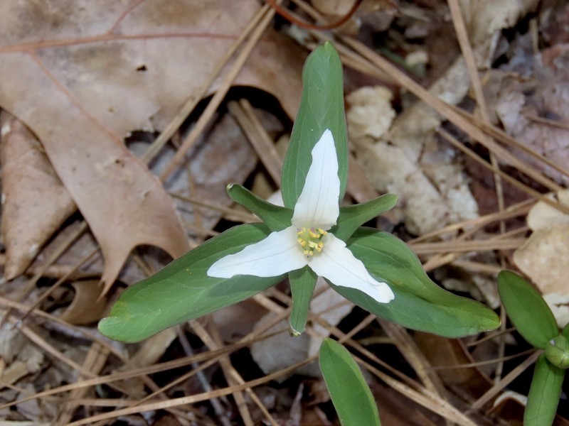 Trillium pusillum var. virginianum photo 7