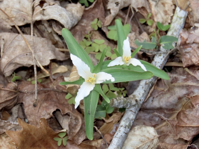 Trillium pusillum var. virginianum photo 8
