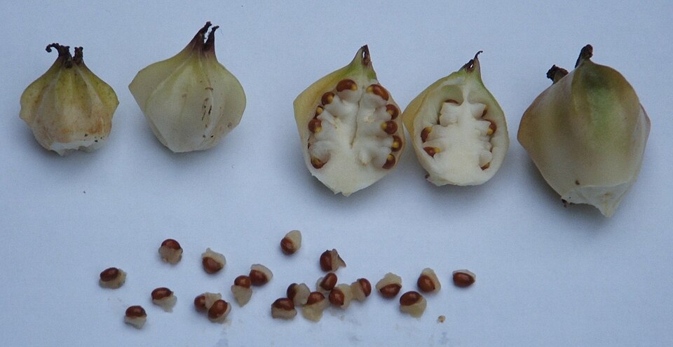 Bloody Butcher photo 7
