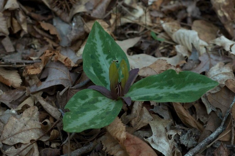 Confederate Wakerobin photo 5