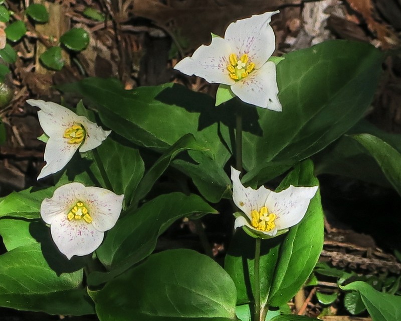 Brook Wakerobin photo 5