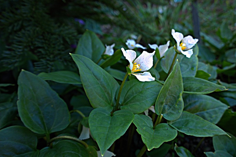 Brook Wakerobin photo 6