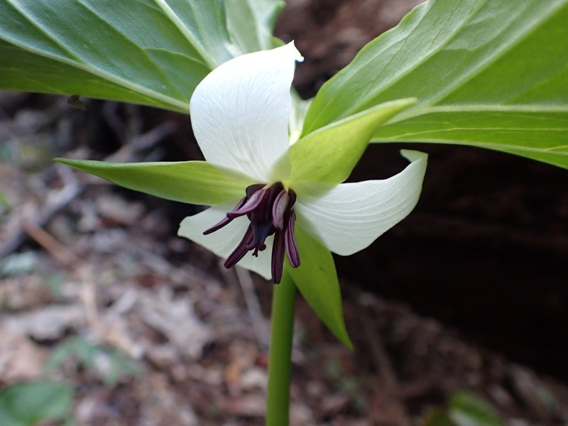 Illscented Wakerobin photo 6