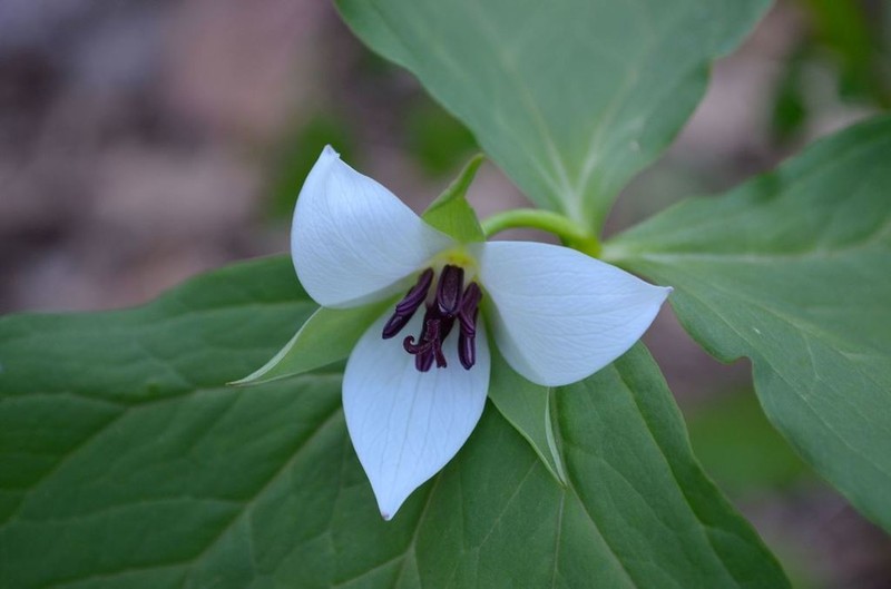 Illscented Wakerobin photo 7
