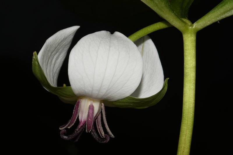 Illscented Wakerobin photo 8