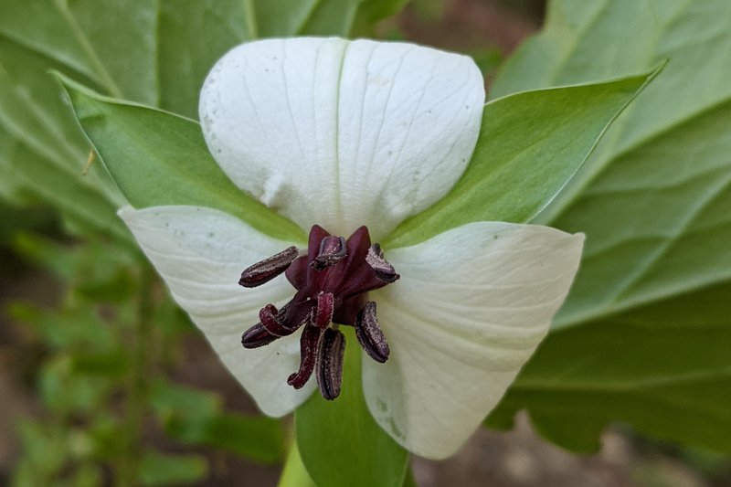 Illscented Wakerobin