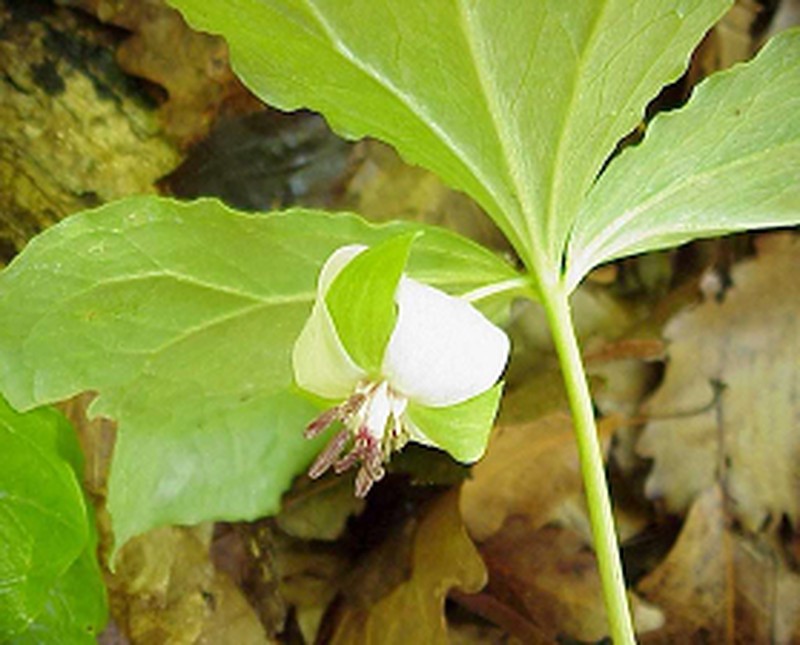 Illscented Wakerobin photo 2