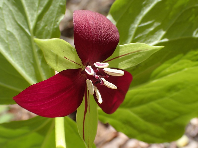 Illscented Wakerobin photo 3