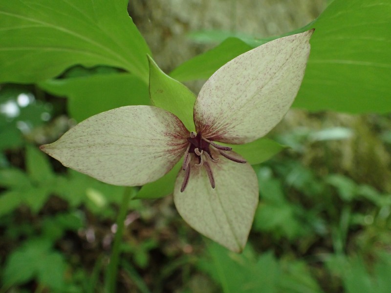 Illscented Wakerobin photo 4