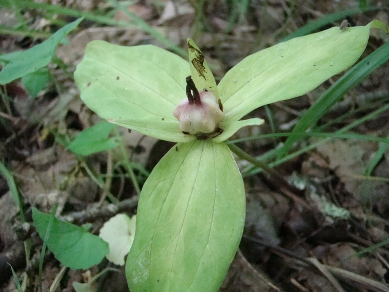 Toadshade photo 7