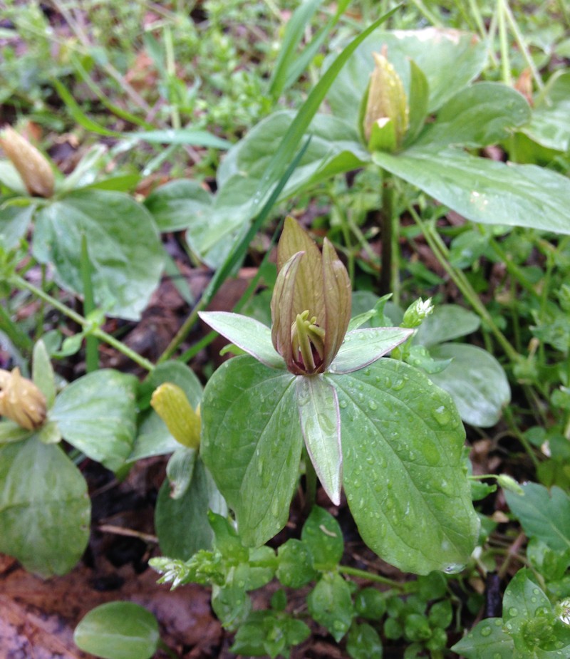Toadshade photo 8