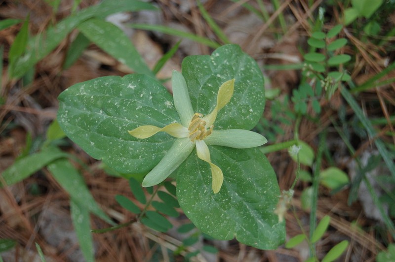Blue Ridge Wakerobin photo 4