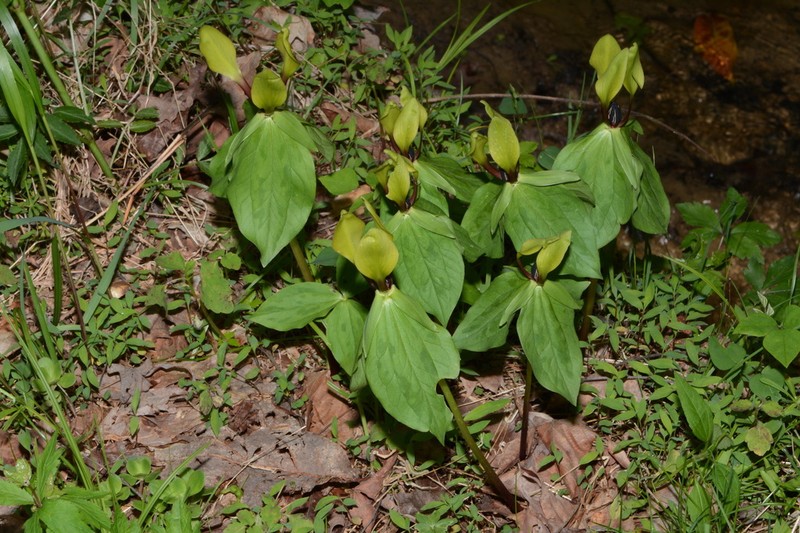 Trillium tennesseense
