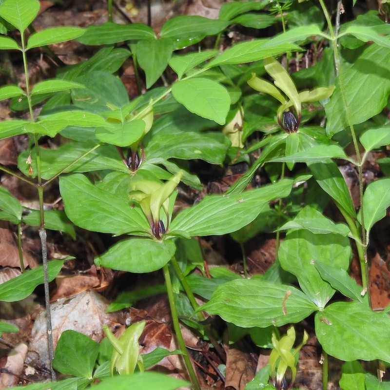 Trillium tennesseense photo 2