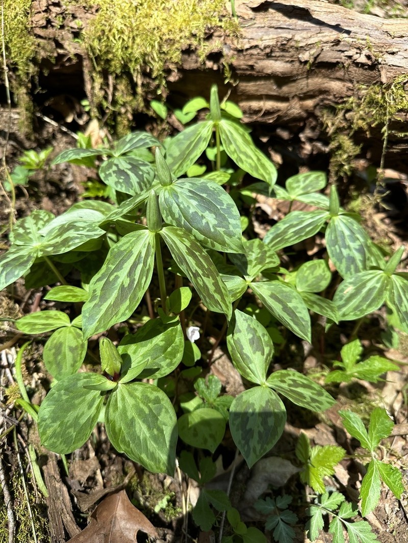 Trillium tennesseense photo 3