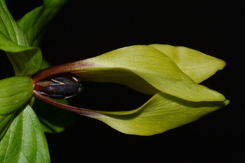 Trillium tennesseense photo 4