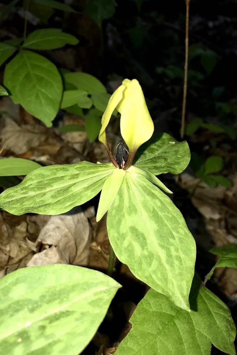 Trillium tennesseense photo 5