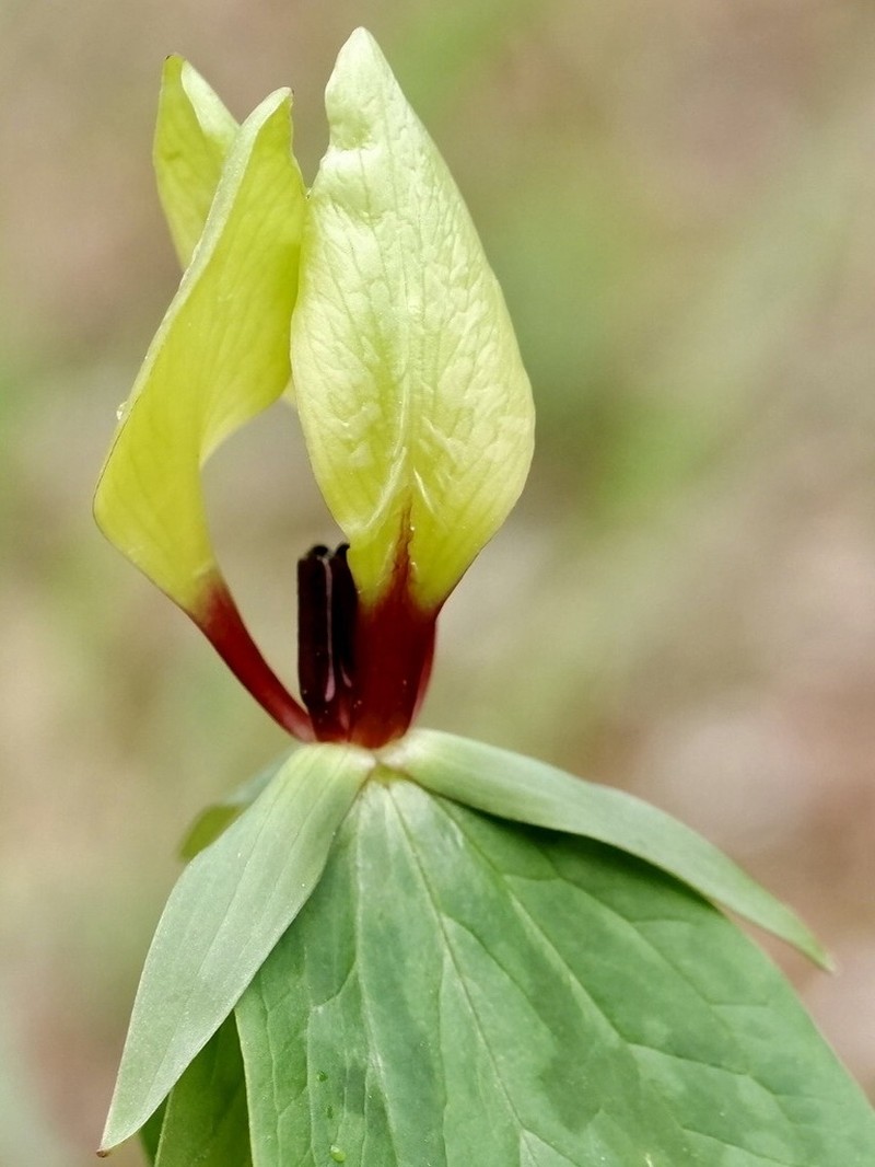 Trillium tennesseense photo 6