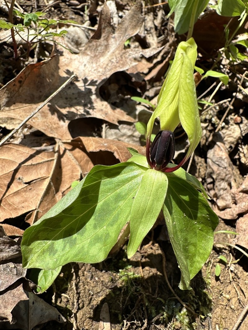Trillium tennesseense photo 7