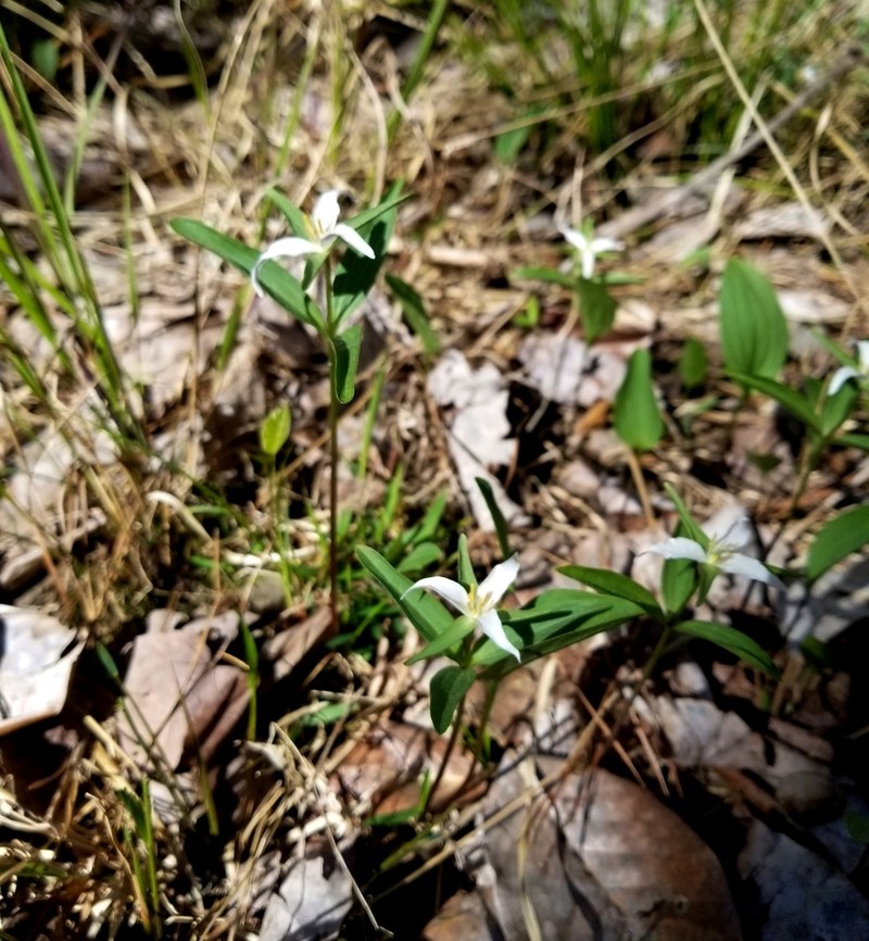 Texas Wakerobin photo 4