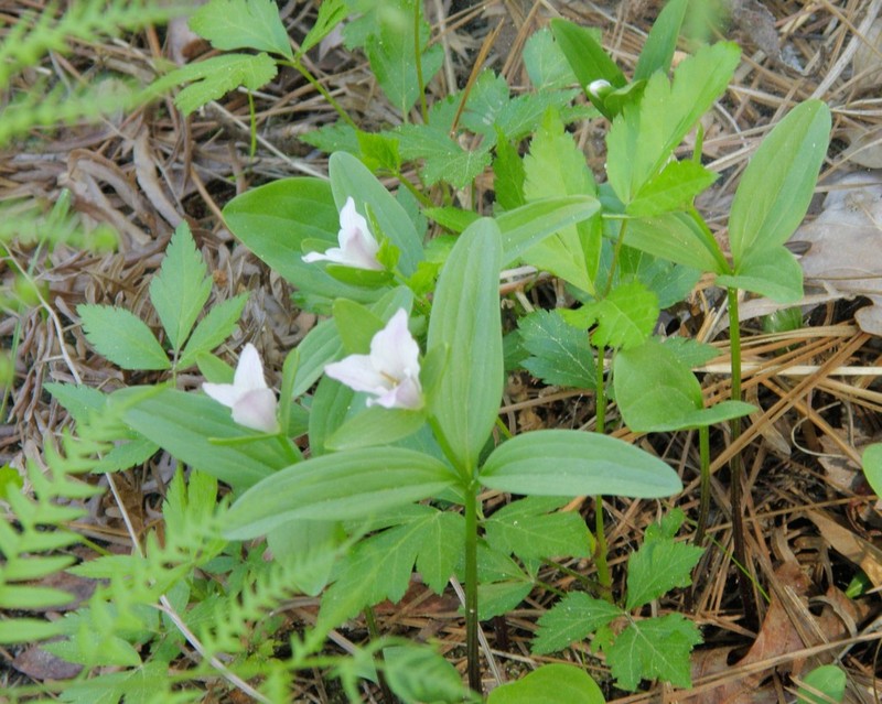 Texas Wakerobin photo 5