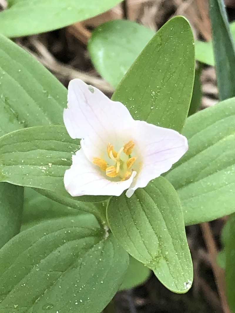 Texas Wakerobin photo 8