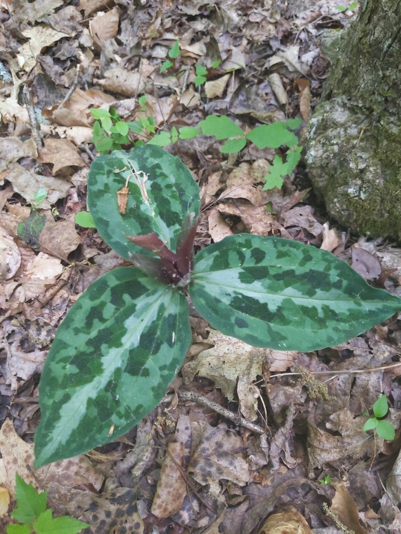 Longbract Wakerobin photo 3