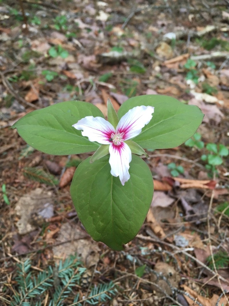 Painted Trillium photo 5