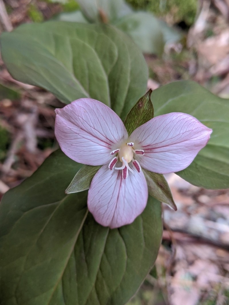 Painted Trillium photo 6